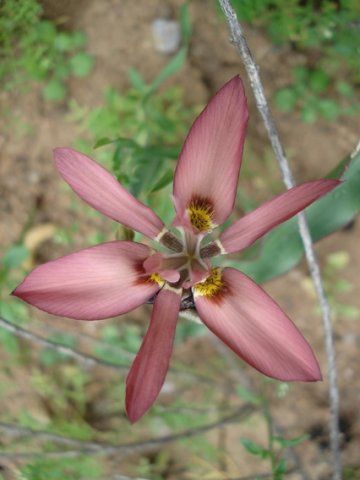 Moraea ciliata flower